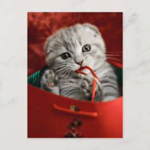 Cutest Baby Animals Scottish Fold Kitten Postcard