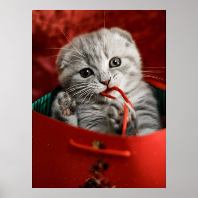 Cutest Baby Animals | Scottish Fold Kitten Poster (Front)