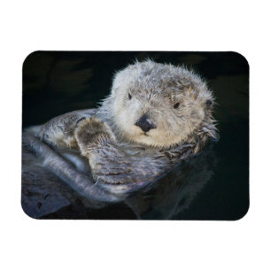 Cutest Baby Animals Sea Otter Floating Magnet