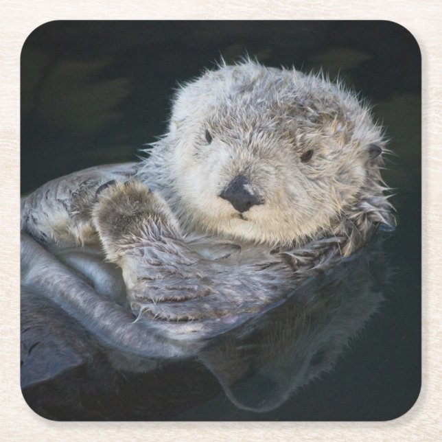 Cutest Baby Animals | Sea Otter Floating Square Paper Coaster (Front)