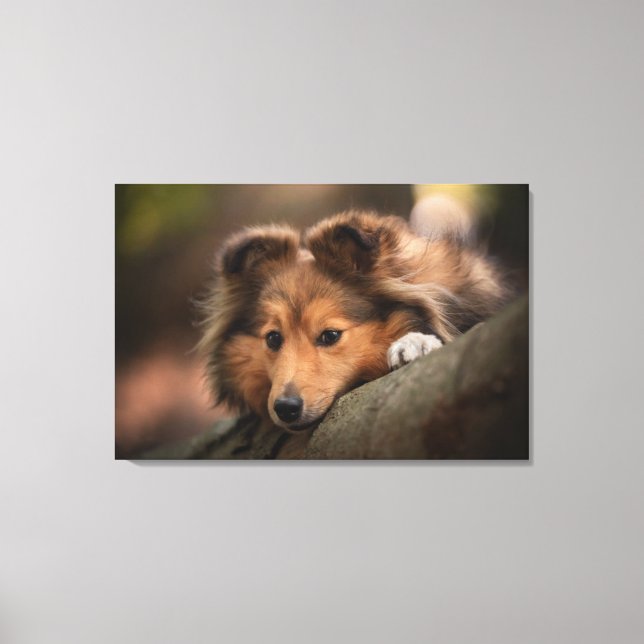 Cutest Baby Animals | Shetland Sheepdog Puppy Canvas Print (Front)