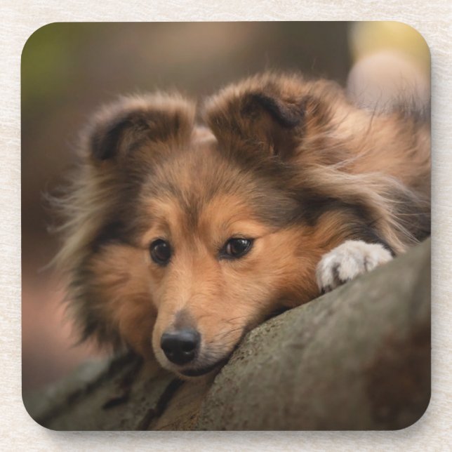 Cutest Baby Animals | Shetland Sheepdog Puppy Coaster (Front)