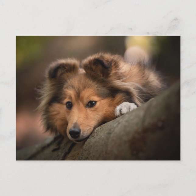 Cutest Baby Animals | Shetland Sheepdog Puppy Postcard (Front)