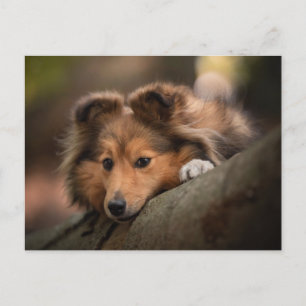 Cutest Baby Animals Shetland Sheepdog Puppy Postcard