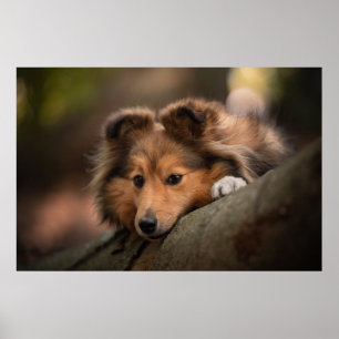 Cutest Baby Animals Shetland Sheepdog Puppy Poster