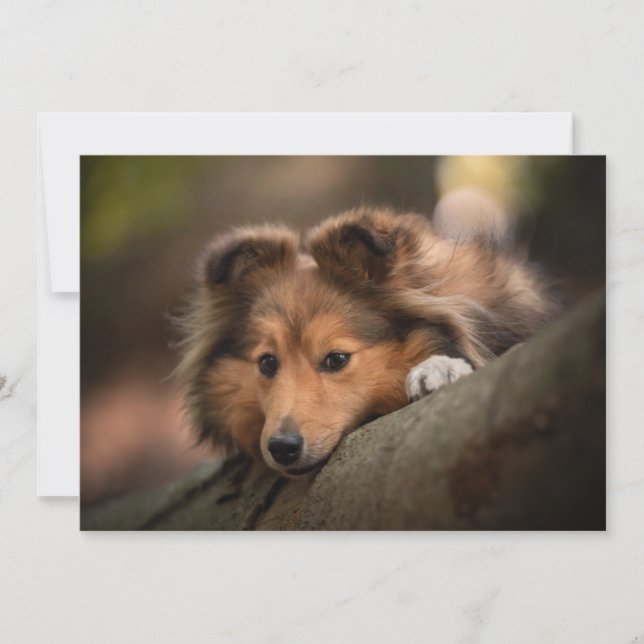 Cutest Baby Animals | Shetland Sheepdog Puppy Thank You Card (Front)