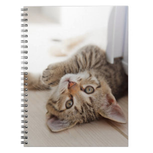Cutest Baby Animals Shorthair Tabby Kitten Notebook
