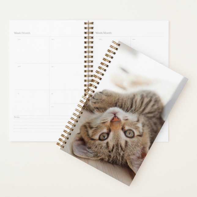 Cutest Baby Animals | Shorthair Tabby Kitten Planner (Display)