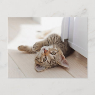 Cutest Baby Animals Shorthair Tabby Kitten Postcard