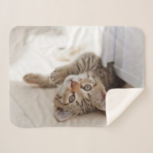 Cutest Baby Animals Shorthair Tabby Kitten Sherpa Blanket