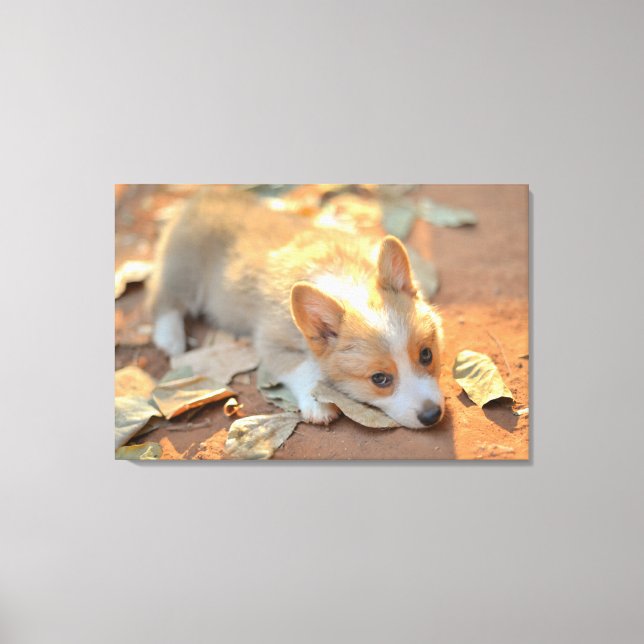 Cutest Baby Animals | Shy Corgi Canvas Print (Front)