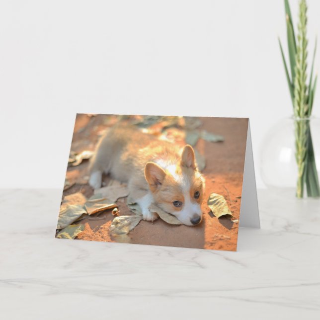 Cutest Baby Animals | Shy Corgi Card (Front)