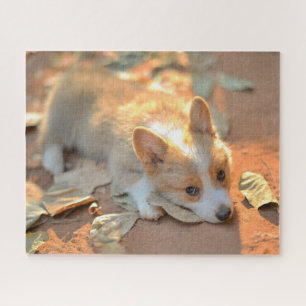 Cutest Baby Animals   Shy Corgi Jigsaw Puzzle