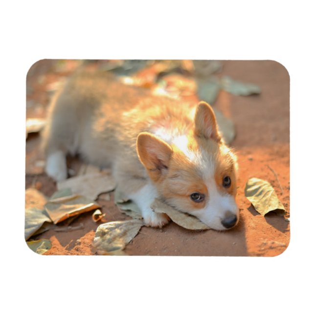 Cutest Baby Animals | Shy Corgi Magnet (Horizontal)