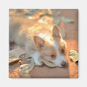 Cutest Baby Animals   Shy Corgi Magnet