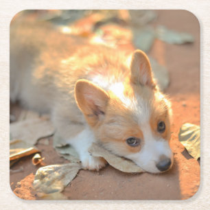 Cutest Baby Animals   Shy Corgi Square Paper Coaster