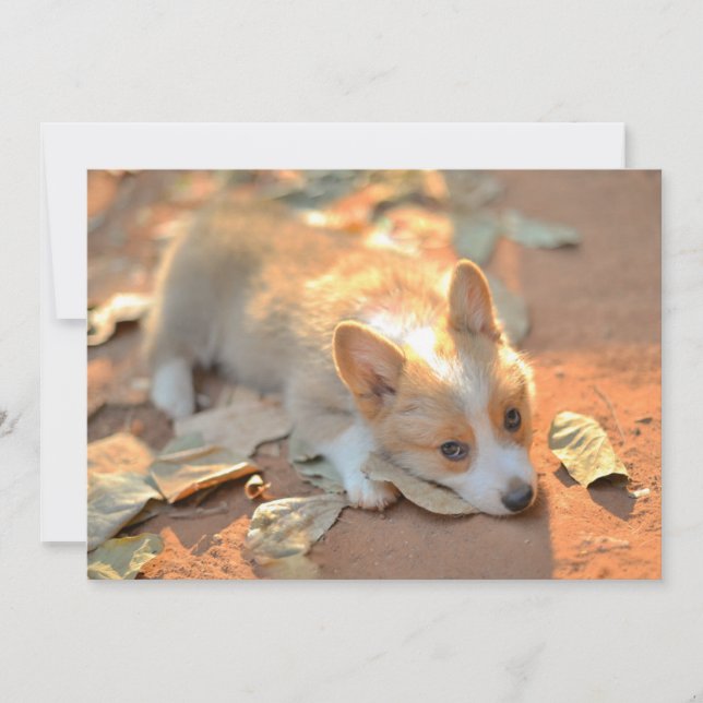 Cutest Baby Animals | Shy Corgi Thank You Card (Front)