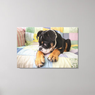 Cutest Baby Animals   Shy Old English Bulldog Canvas Print