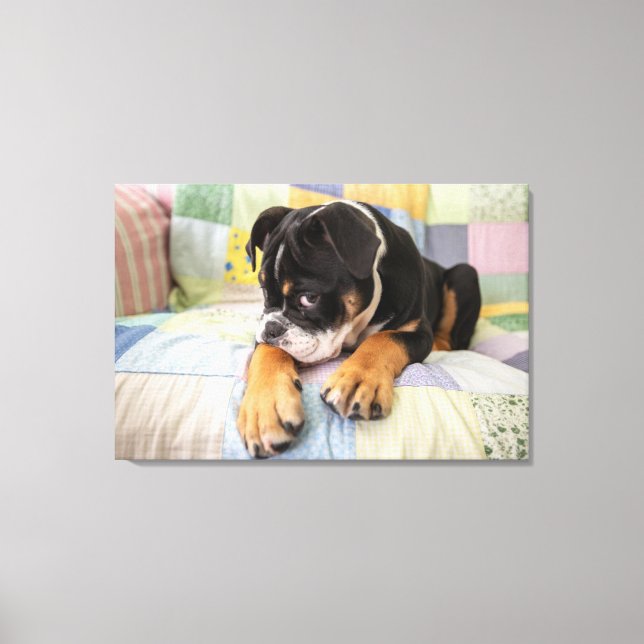 Cutest Baby Animals | Shy Old English Bulldog Canvas Print (Front)