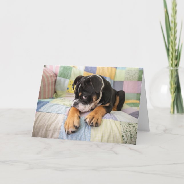 Cutest Baby Animals | Shy Old English Bulldog Card (Front)