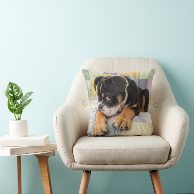 Cutest Baby Animals | Shy Old English Bulldog Cushion (Chair)