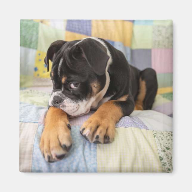 Cutest Baby Animals | Shy Old English Bulldog Magnet (Front)