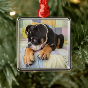 Cutest Baby Animals Shy Old English Bulldog Metal Tree Decoration