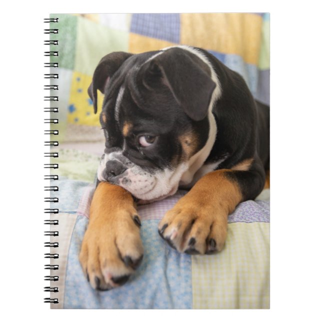 Cutest Baby Animals | Shy Old English Bulldog Notebook (Front)