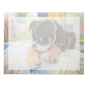 Cutest Baby Animals   Shy Old English Bulldog Notepad