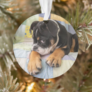 Cutest Baby Animals Shy Old English Bulldog Ornament