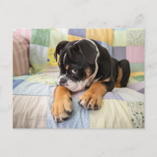 Cutest Baby Animals Shy Old English Bulldog Postcard
