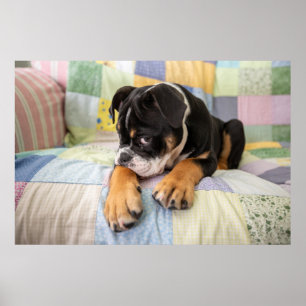 Cutest Baby Animals   Shy Old English Bulldog Poster