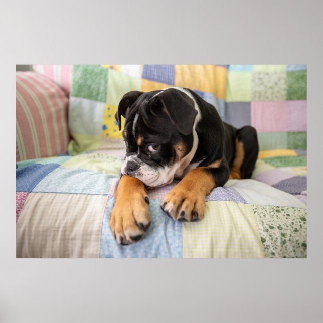 Cutest Baby Animals | Shy Old English Bulldog Poster (Front)