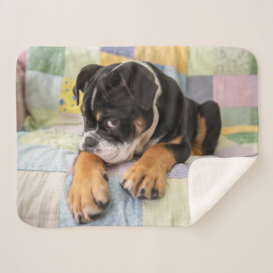 Cutest Baby Animals   Shy Old English Bulldog Sherpa Blanket