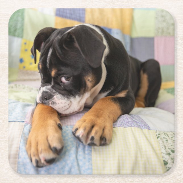 Cutest Baby Animals | Shy Old English Bulldog Square Paper Coaster (Front)