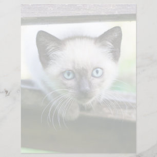 Cutest Baby Animals Siamese Kitten