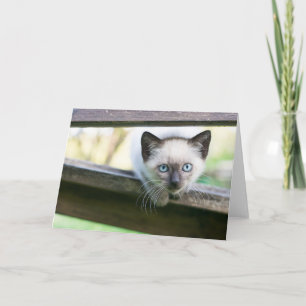 Cutest Baby Animals   Siamese Kitten 2 Card