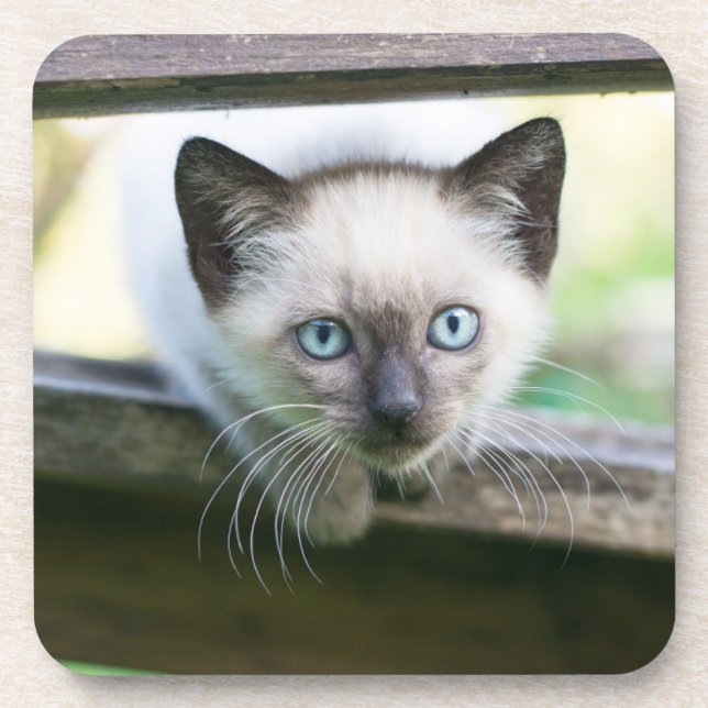 Cutest Baby Animals | Siamese Kitten 2 Coaster (Front)