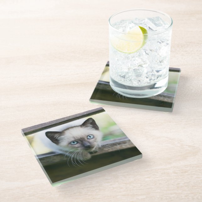 Cutest Baby Animals | Siamese Kitten 2 Glass Coaster (Angled)