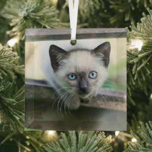 Cutest Baby Animals   Siamese Kitten 2 Glass Tree Decoration