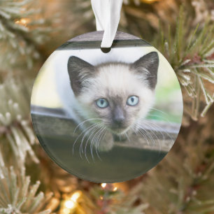Cutest Baby Animals   Siamese Kitten 2 Ornament