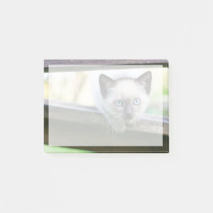 Cutest Baby Animals   Siamese Kitten 2 Post-it Notes