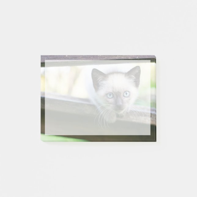 Cutest Baby Animals | Siamese Kitten 2 Post-it Notes (Front)