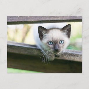 Cutest Baby Animals   Siamese Kitten 2 Postcard