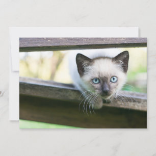 Cutest Baby Animals   Siamese Kitten 2 Thank You Card