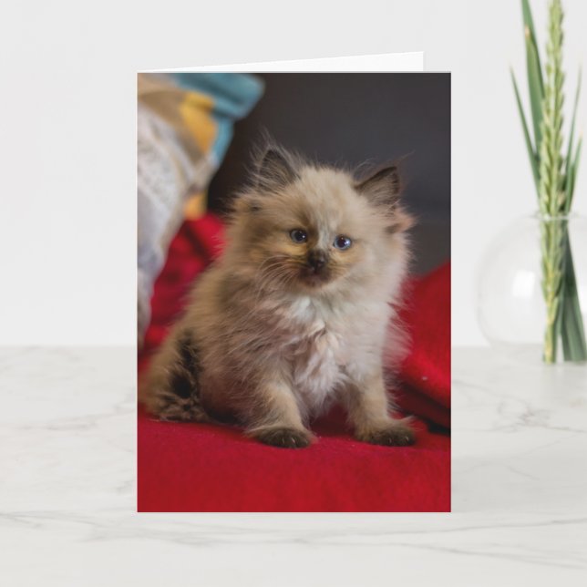 Cutest Baby Animals | Siamese Kitten Card (Front)