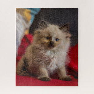 Cutest Baby Animals   Siamese Kitten Jigsaw Puzzle