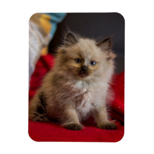 Cutest Baby Animals   Siamese Kitten Magnet