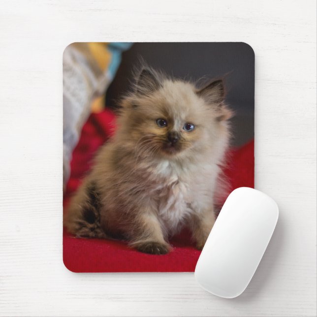 Cutest Baby Animals | Siamese Kitten Mouse Mat (With Mouse)
