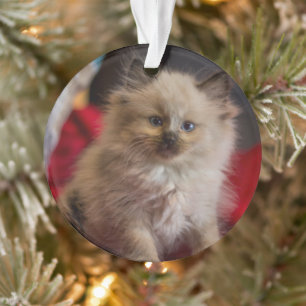 Cutest Baby Animals Siamese Kitten Ornament